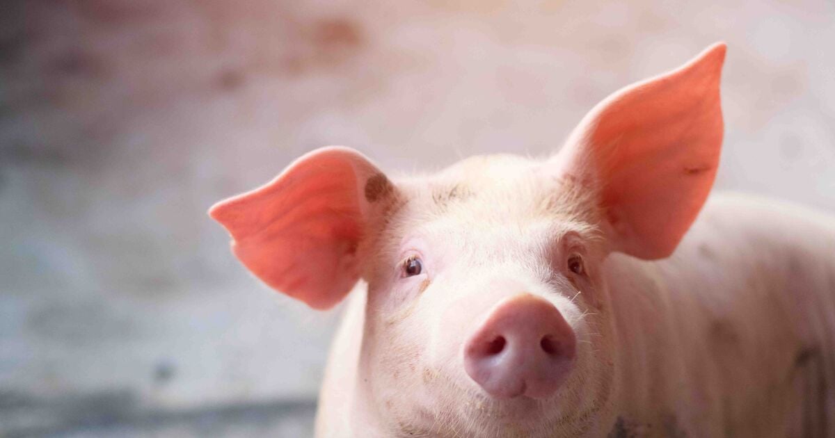 Small piglet on a farm